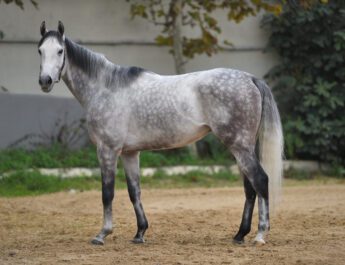 CARCERES Aygır Analizi