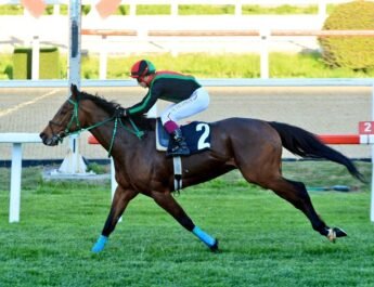 MASTERPIECE / Çelikoğlu STUD